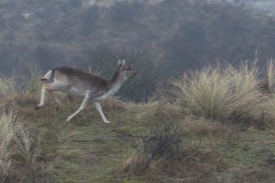 Zoogdieren