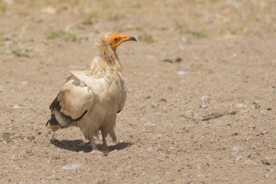 Vogels