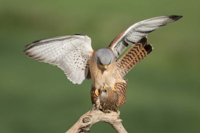 Kleine torenvalk
