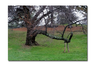 A tree on crutches...