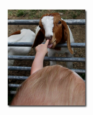Goat meets Boy....