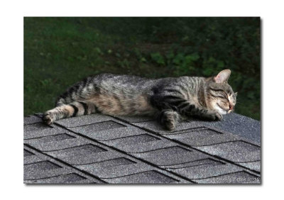 Snoozing on the roof.....Don't wake up with a start