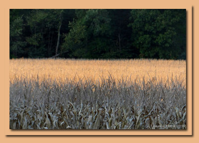 Golden corn stalks of Autumn