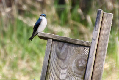Tree Swallows are returning. 