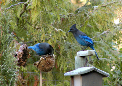 Stellar Jays