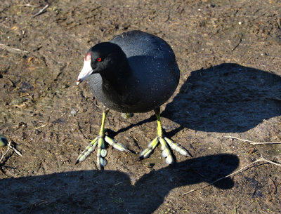 Common Coot