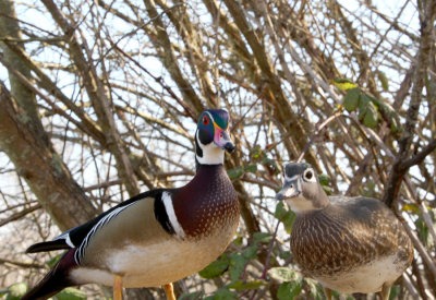 Wood Ducks