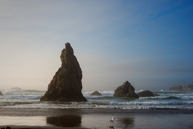 Bandon seagull