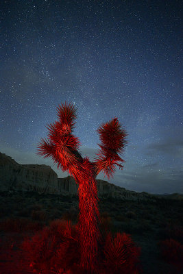 Desert 2017