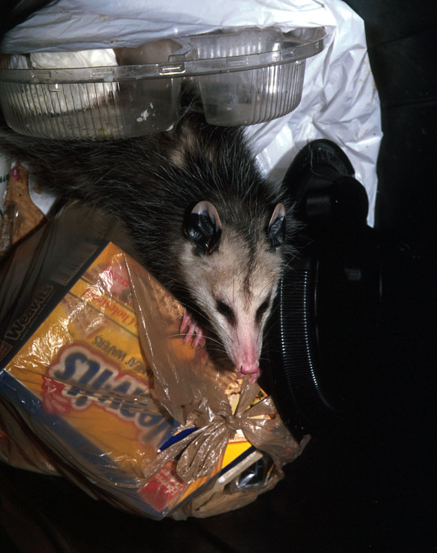opossum in the trashcan