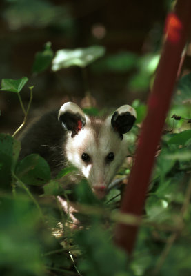 opossum