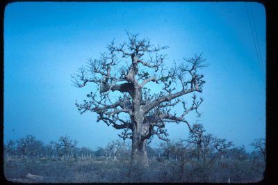 Baobab Tree