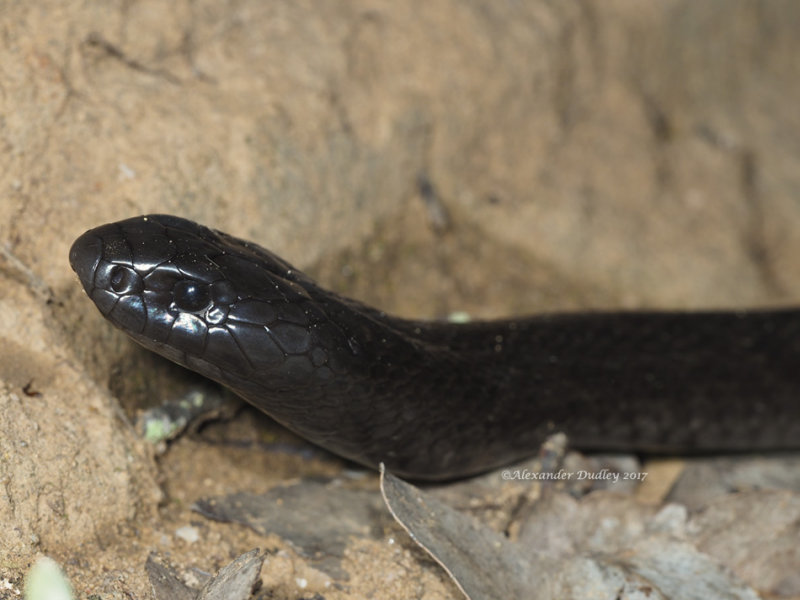 Spotted Blacksnake, Pseudechis guttatus