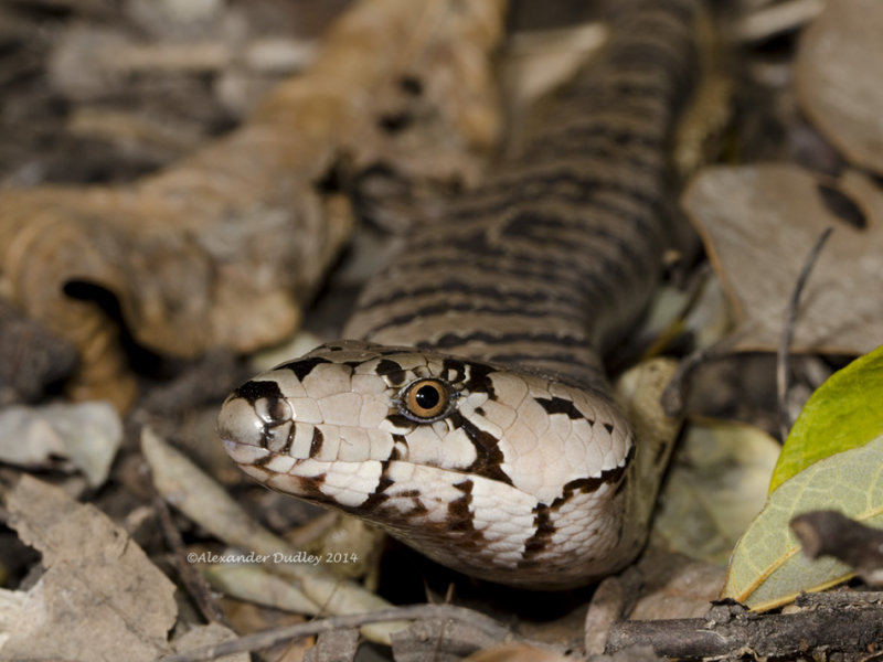 Pink-tongued Skink Cyclodomorphus gerrardii