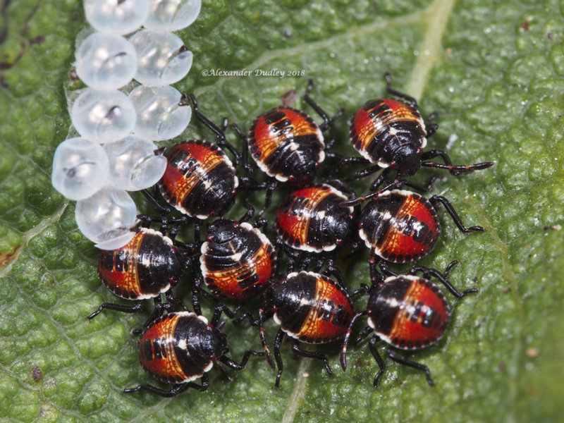 Scutelleridae Buglings