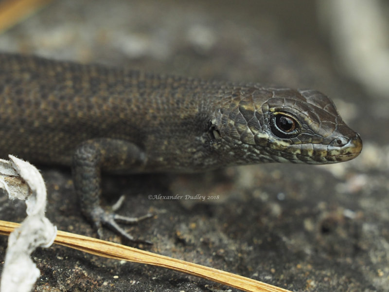 Liburnascincus mundiviensis