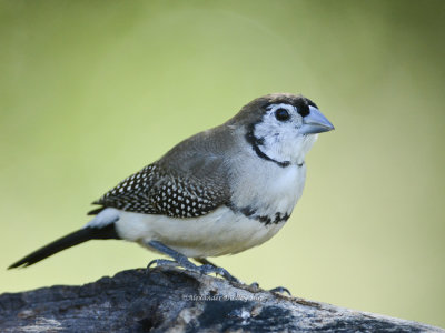 Double-barred Finch Taeniopygia bichenovii