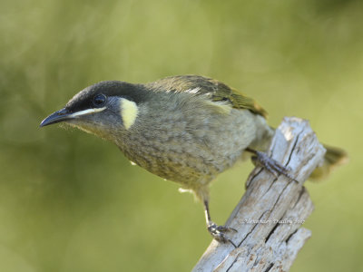 Lewins Honeyeater