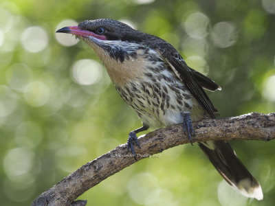 Spiny-cheeked Honeyeater Acanthagenys rufogularis