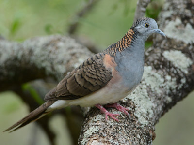 Bar-shouldered Dove Geopelia humeralis