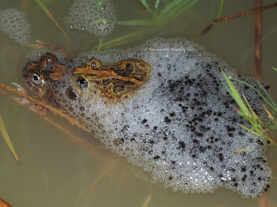 Ornate Burrowing Frogs Platyplectrum ornatum
