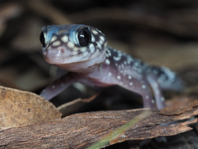 Thick-tailed Gecko Underwoodisaurus milii