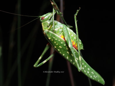 Undescribed Katydid, possibly in the genus Polichne
