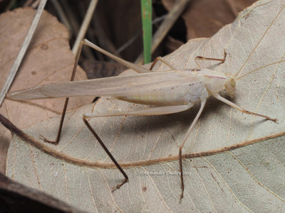 Polichne parvicauda 111276.jpg