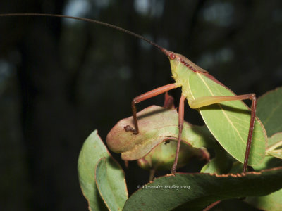 Leaf-mimicking Katydid, possibly Narea elongata