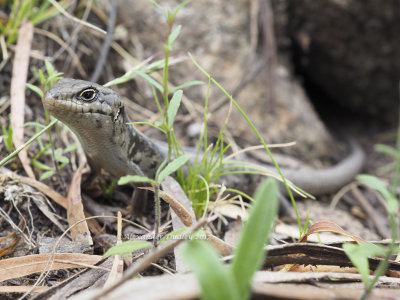 White's Skink, Liopholis whitii whitii