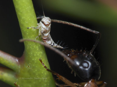 Leafhopper- Cicadellidae & Sugar ant
