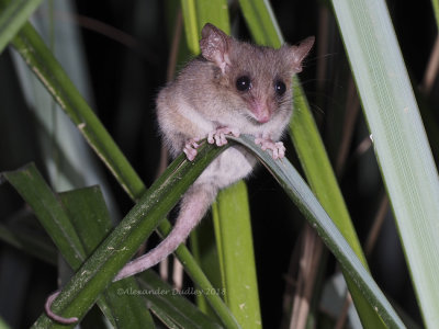 Eastern Pygmy Possum Cercatetus nanus