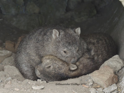Wombats being Warmbats