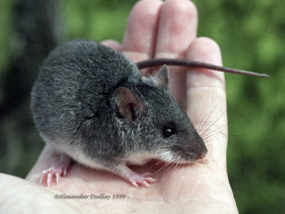 Water Mouse, Xeromys myoides