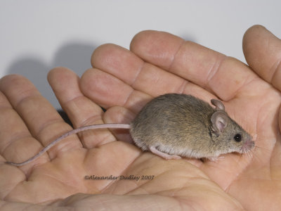 Native Mouse Pseudomys sp.