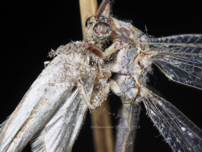 Lacewing (Neuroptera) and prey