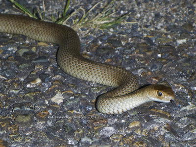 Eastern Brown Snake, Pseudonaja textilis