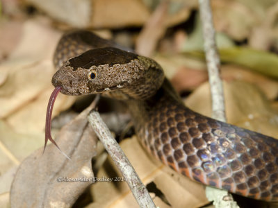 Golden-crowned Snake, Cacophis squamulosus