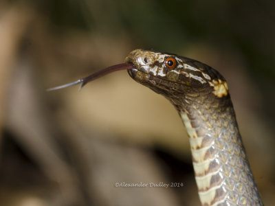 Krefft's Dwarf Snake, Cacophis krefftii