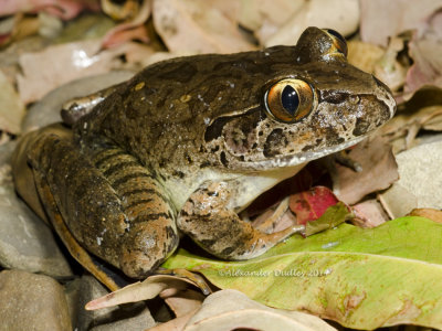 Giant Barred Frog, Mixophyes iteratus