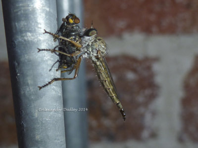Robber fly and victim