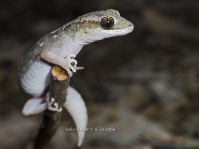 Eastern Stone Gecko Diplodactylus vittatus