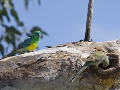 Red-rumped Parrots