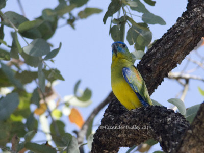 Turquoise Parrot, Neophema pulchella