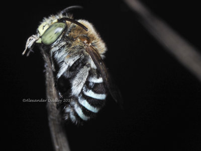 Blue Banded Bee, Amigella sp.