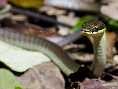 Northern Tree Snake, Dendrelaphis calligastra