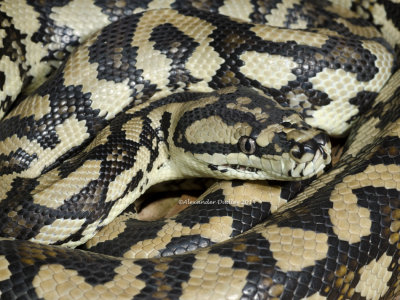 Jungle Carpet Python, Morelia spilota cheynei