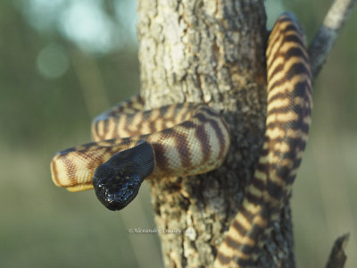 Australian Snakes, Suborder Serpentes.