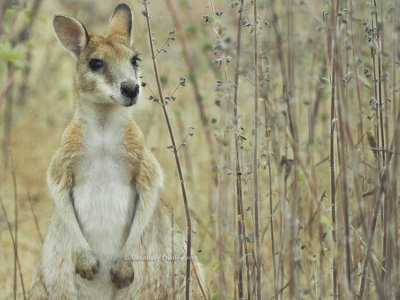 Agile Wallaby, Notamacropus agilis