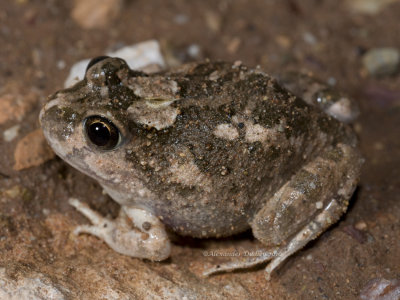 Spencer's Burrowing Frog, Platyplectrum spenceri